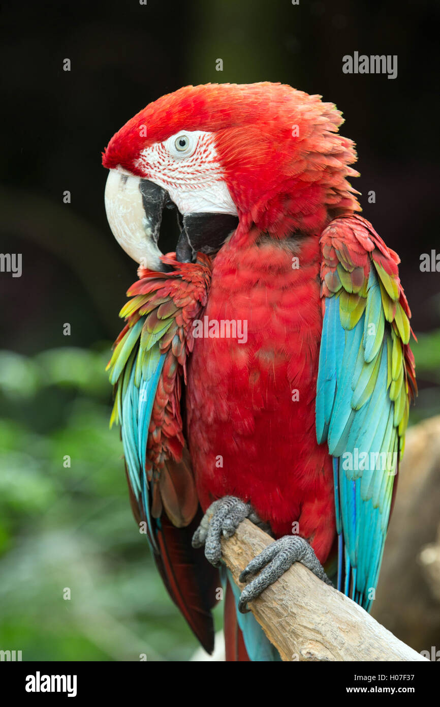 Wildlife Hawaiian Birds. Exotic Beauty Bird of Tropical Paradise Jungle  Brazil or Colombia, Macaw Parakeet Toucan Stock Vector - Illustration of  colorful, bright: 261910640