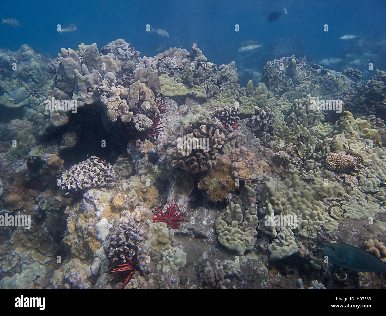 sea reef Stock Photo