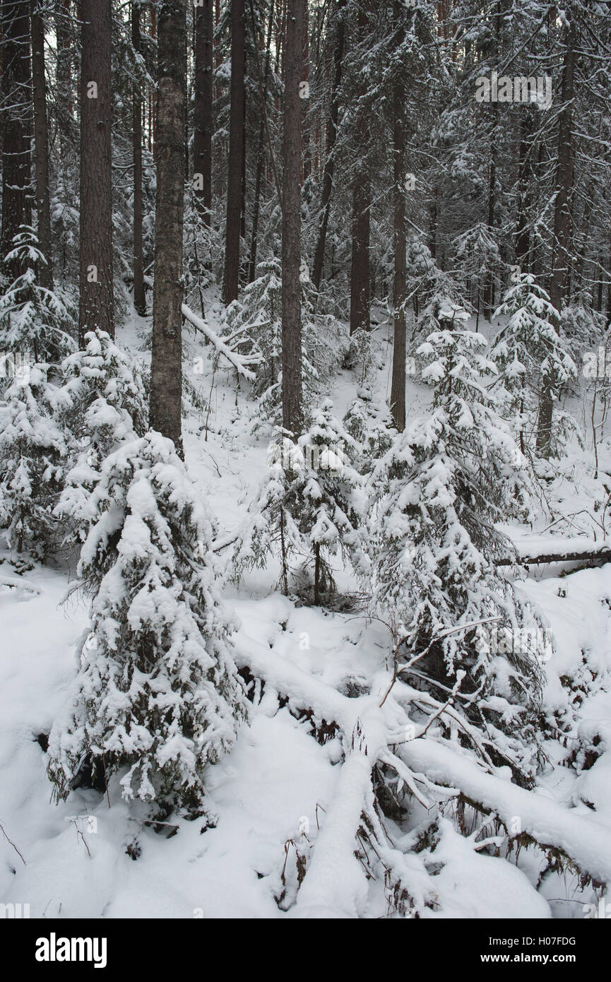 Winter in the forest Stock Photo - Alamy