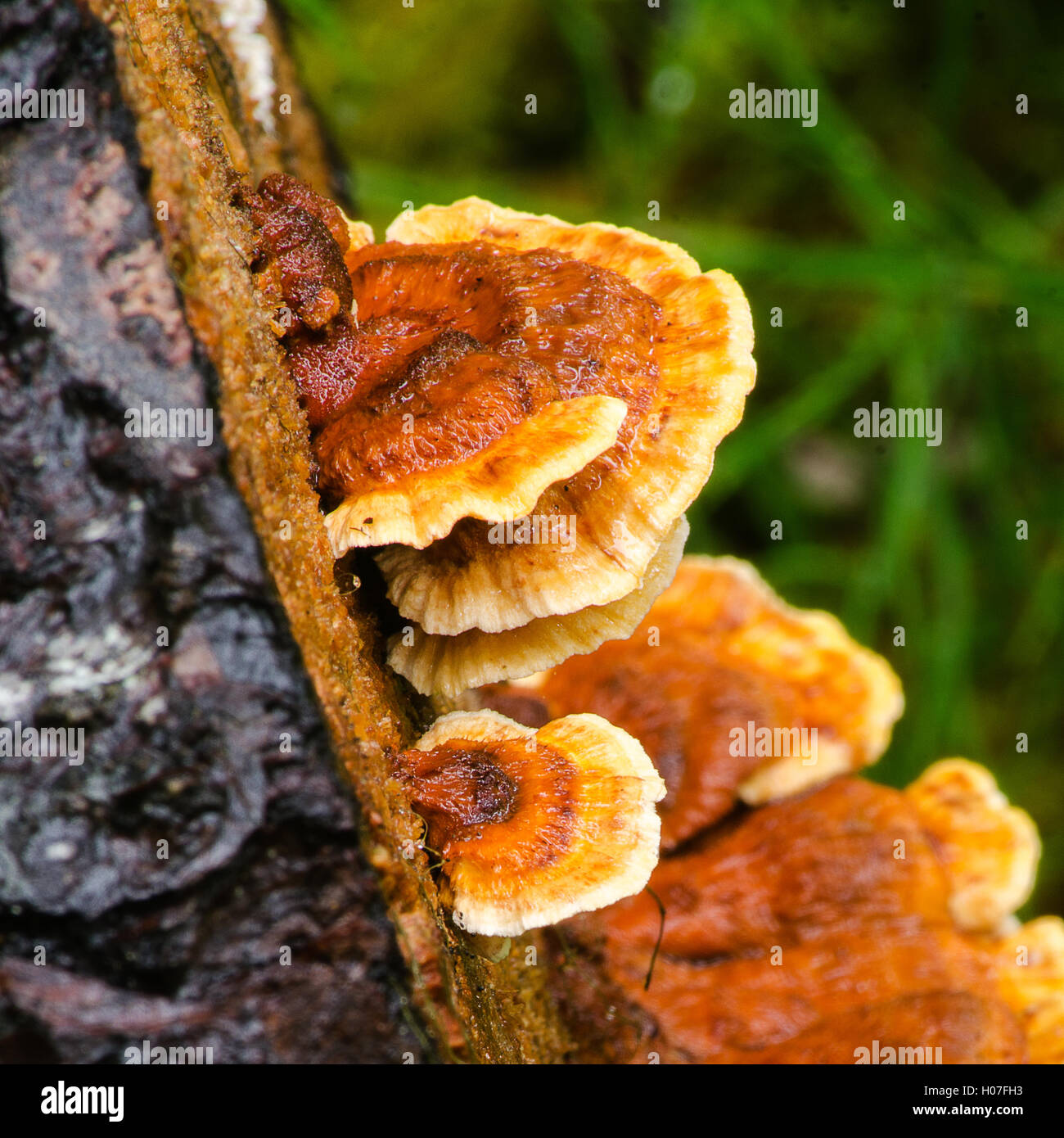Orange with white trim mushrooms cling to the side of a tree Stock