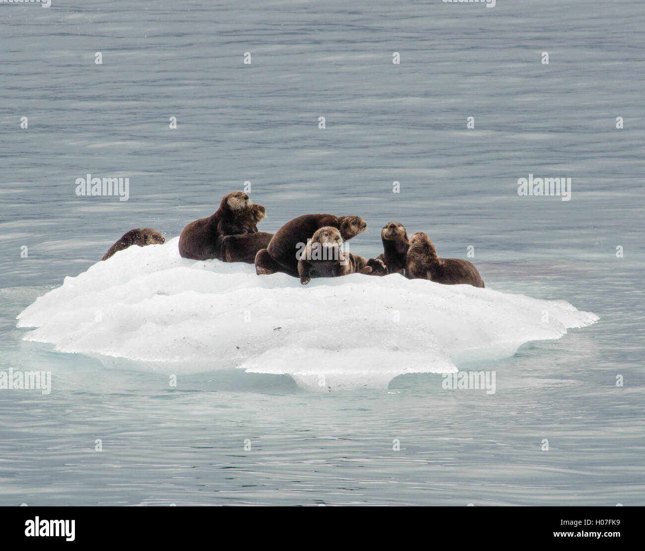 A raft of otters takes advantage of a passing iceberg to relax Stock Photo
