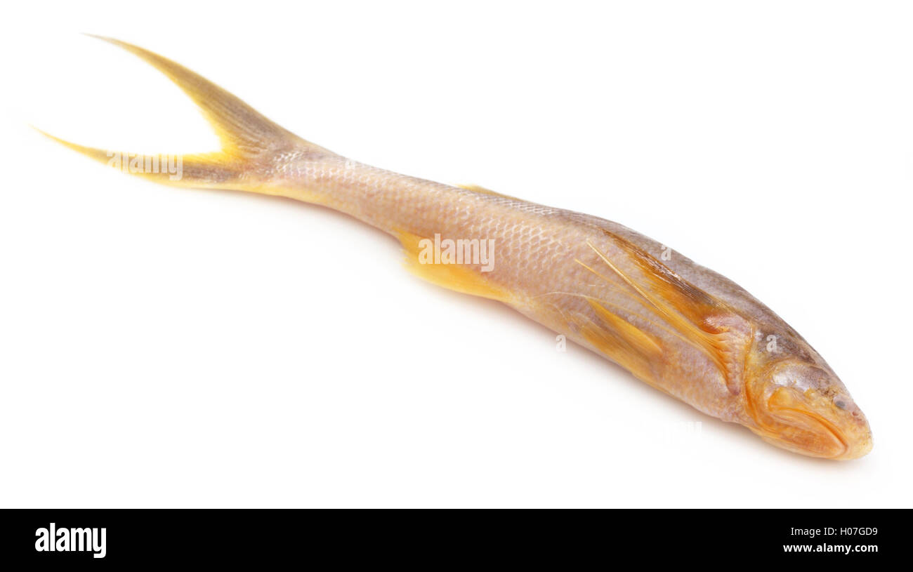 Topse fish of Indian subcontinent Stock Photo