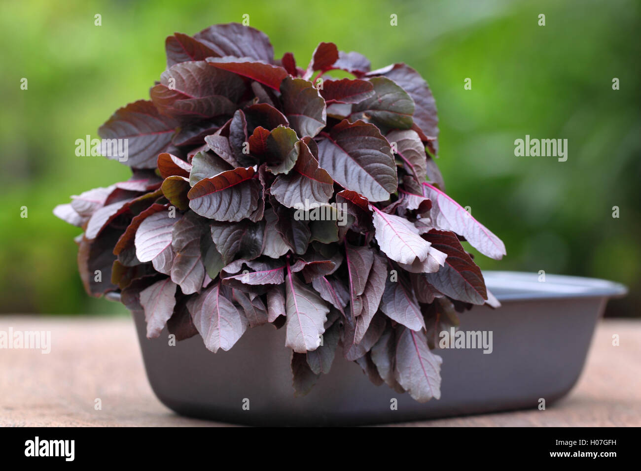 Fresh red amaranth Stock Photo