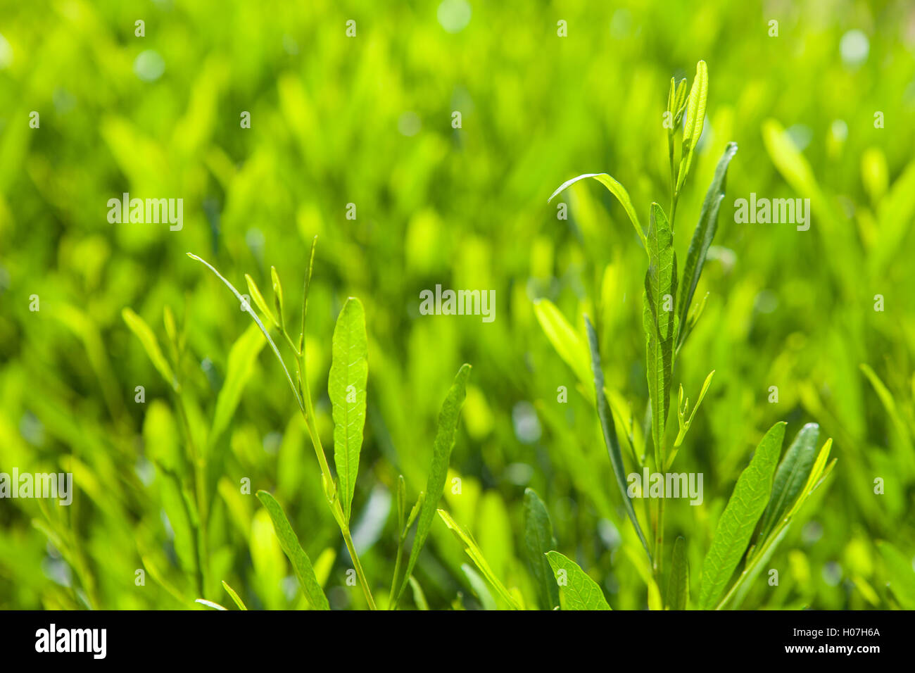 background with green leaves Stock Photo - Alamy