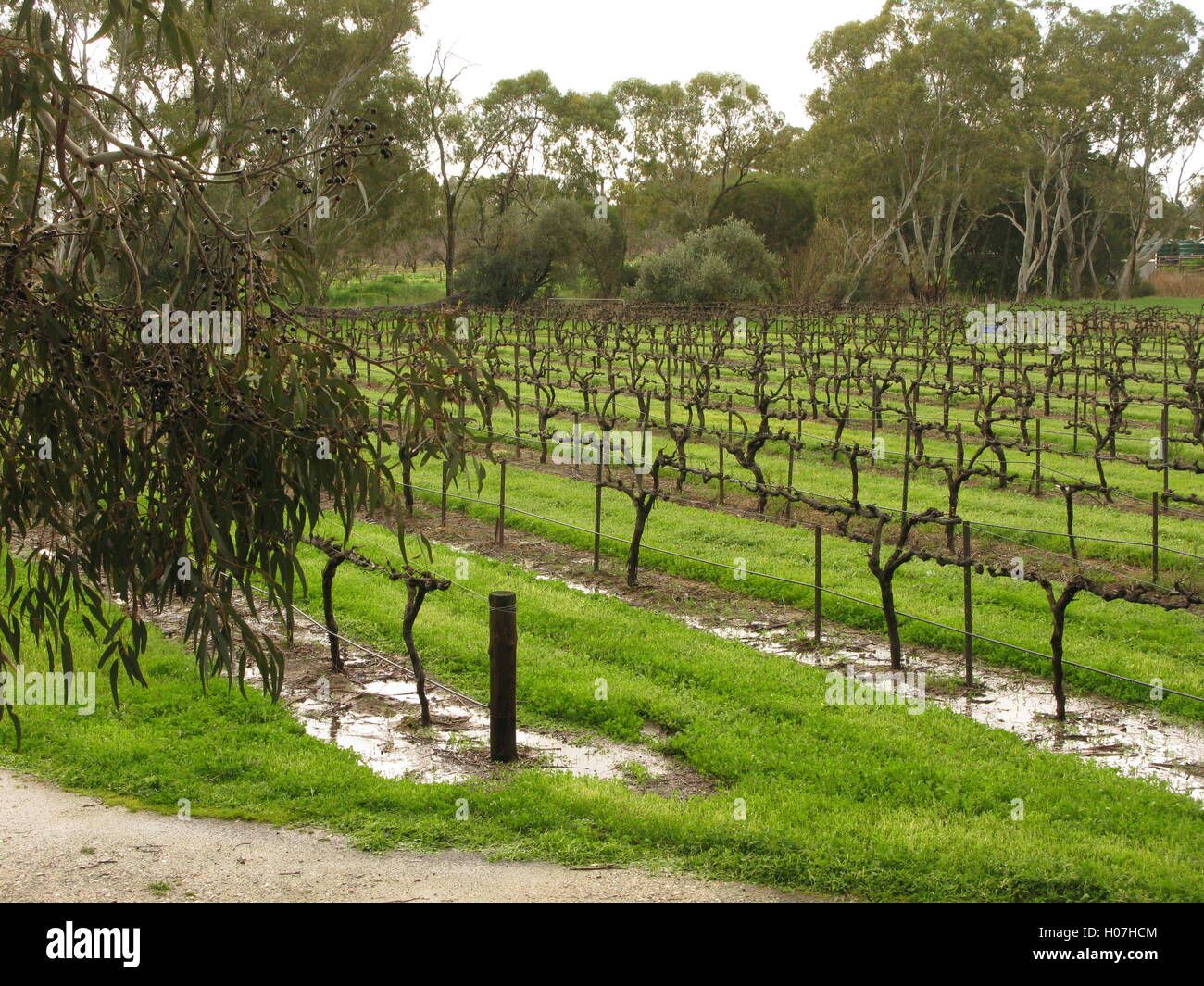 Winery, Barossa Valley Stock Photo Alamy