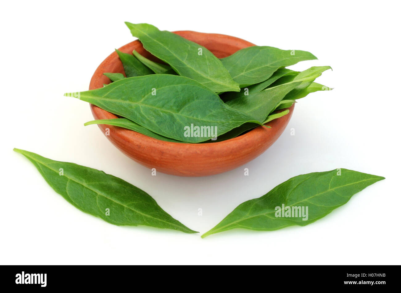 Henna leaves hires stock photography and images Alamy