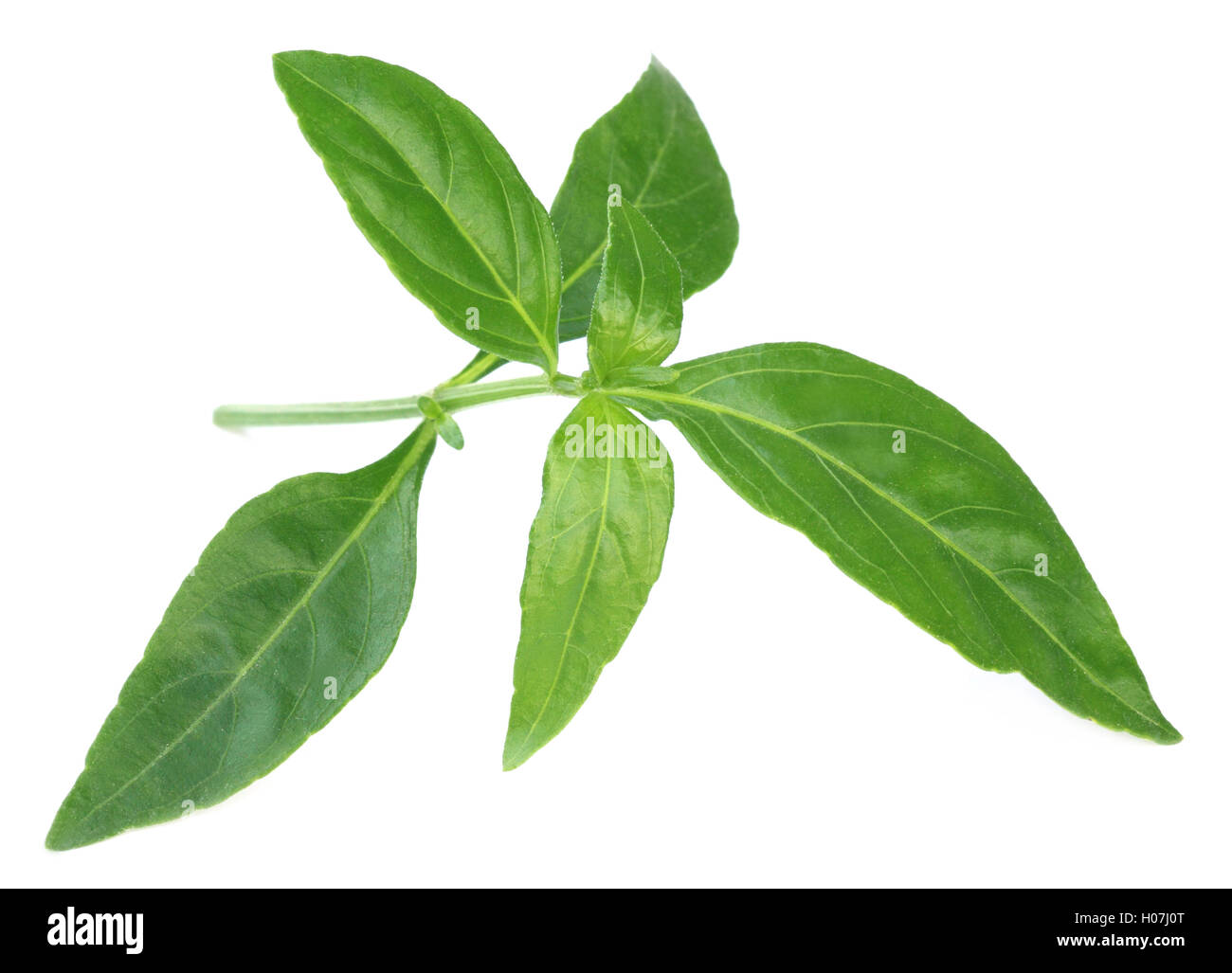 Ayurvedic Medicinal Chirata leaves Stock Photo