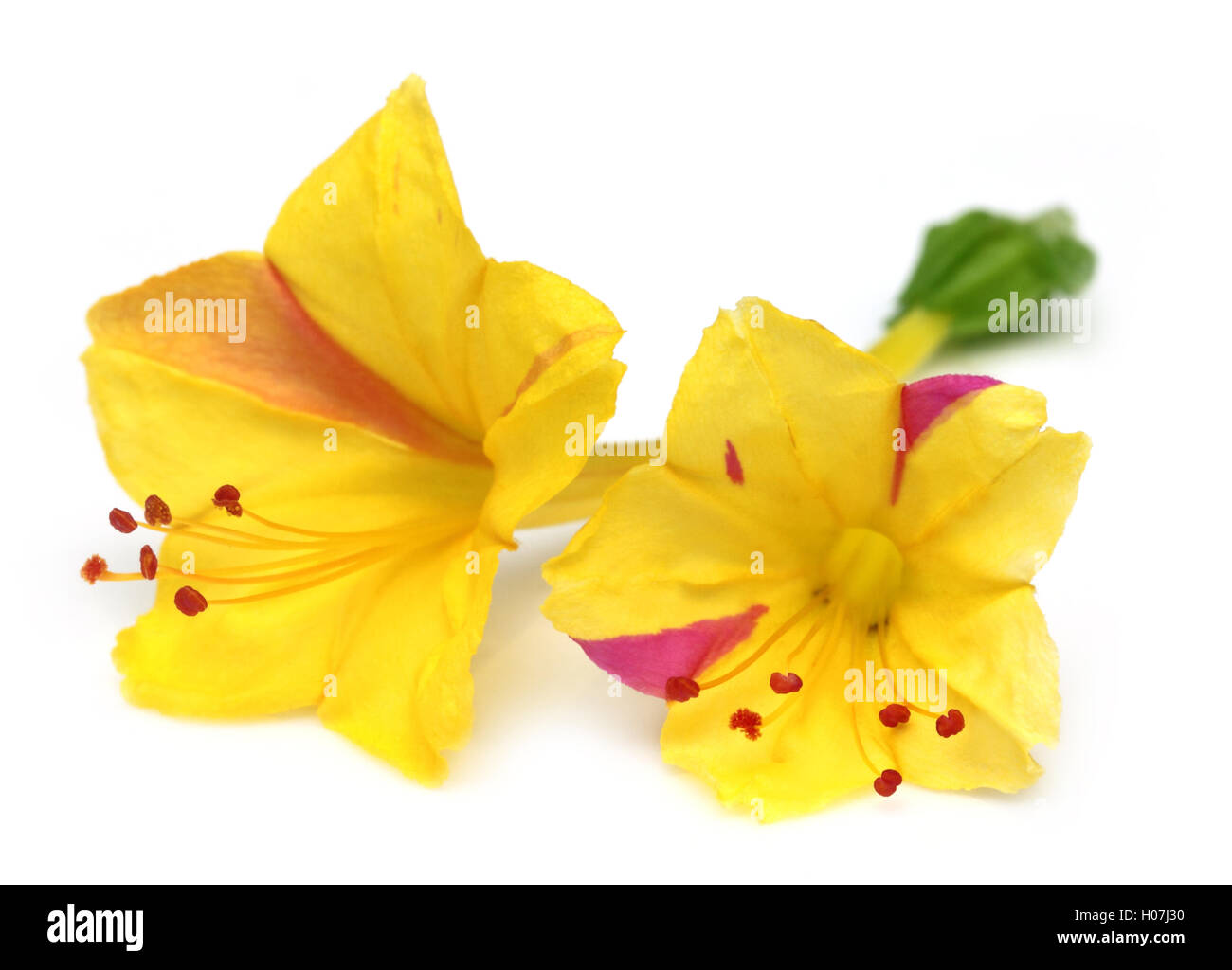 Sandhya moni flower of Southeast Asia Stock Photo Alamy