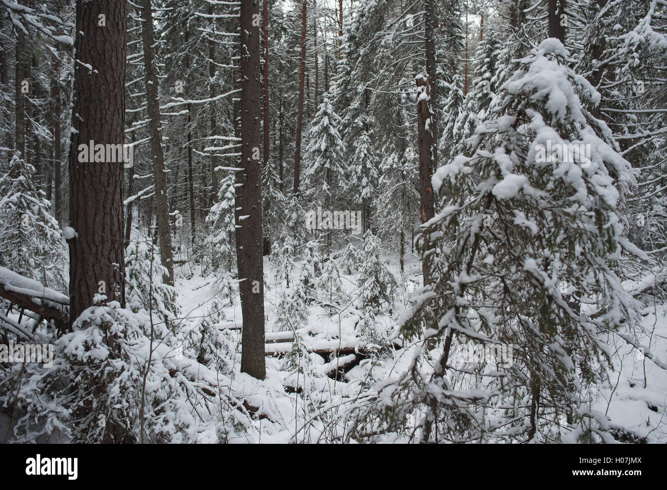 Winter in the forest Stock Photo - Alamy