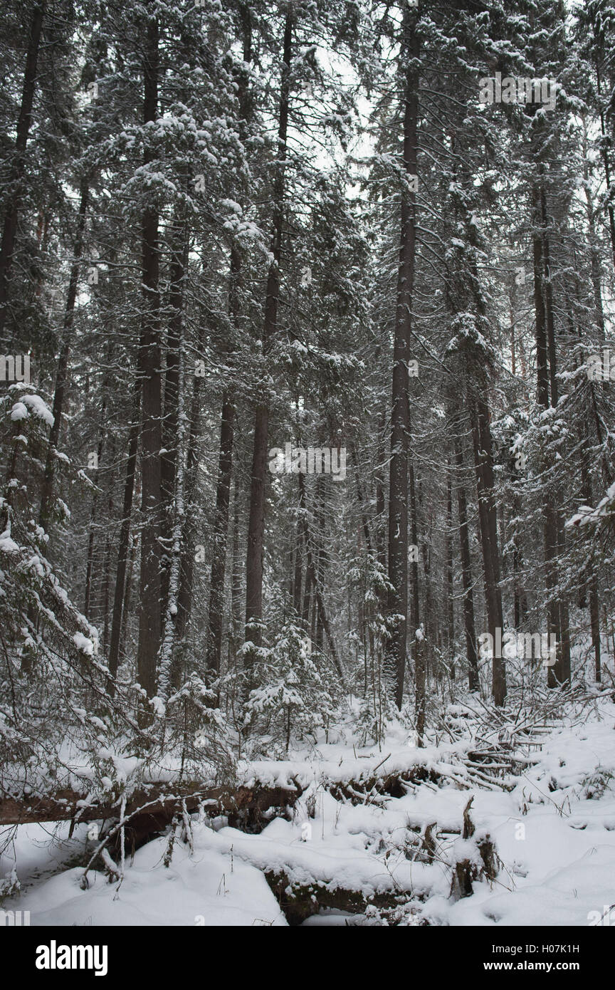 Winter in the forest Stock Photo - Alamy