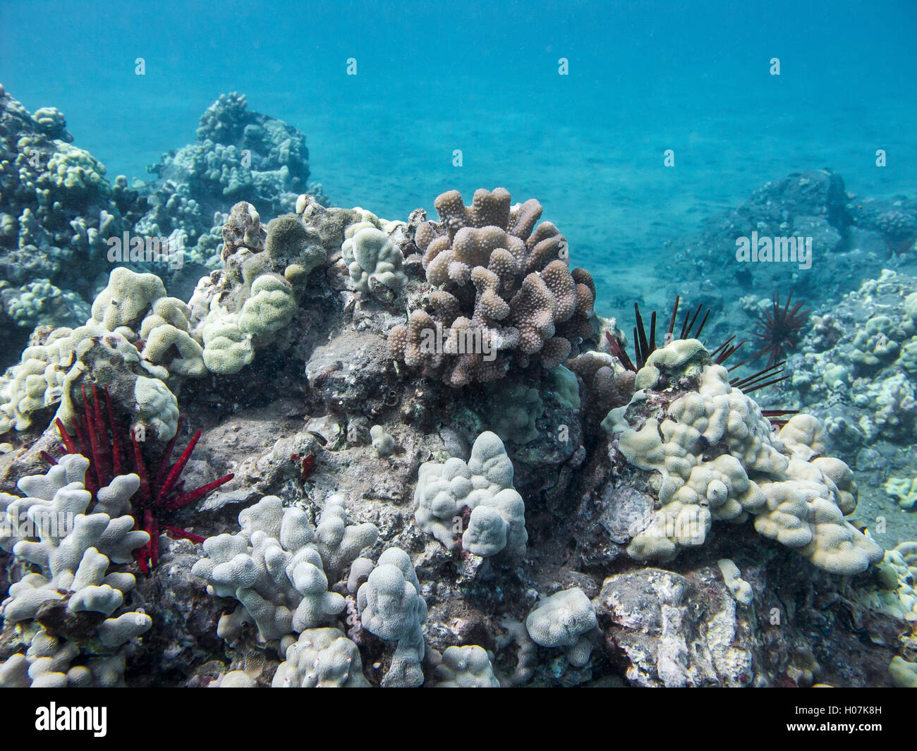 Red pencil sea urchin colony Stock Photo