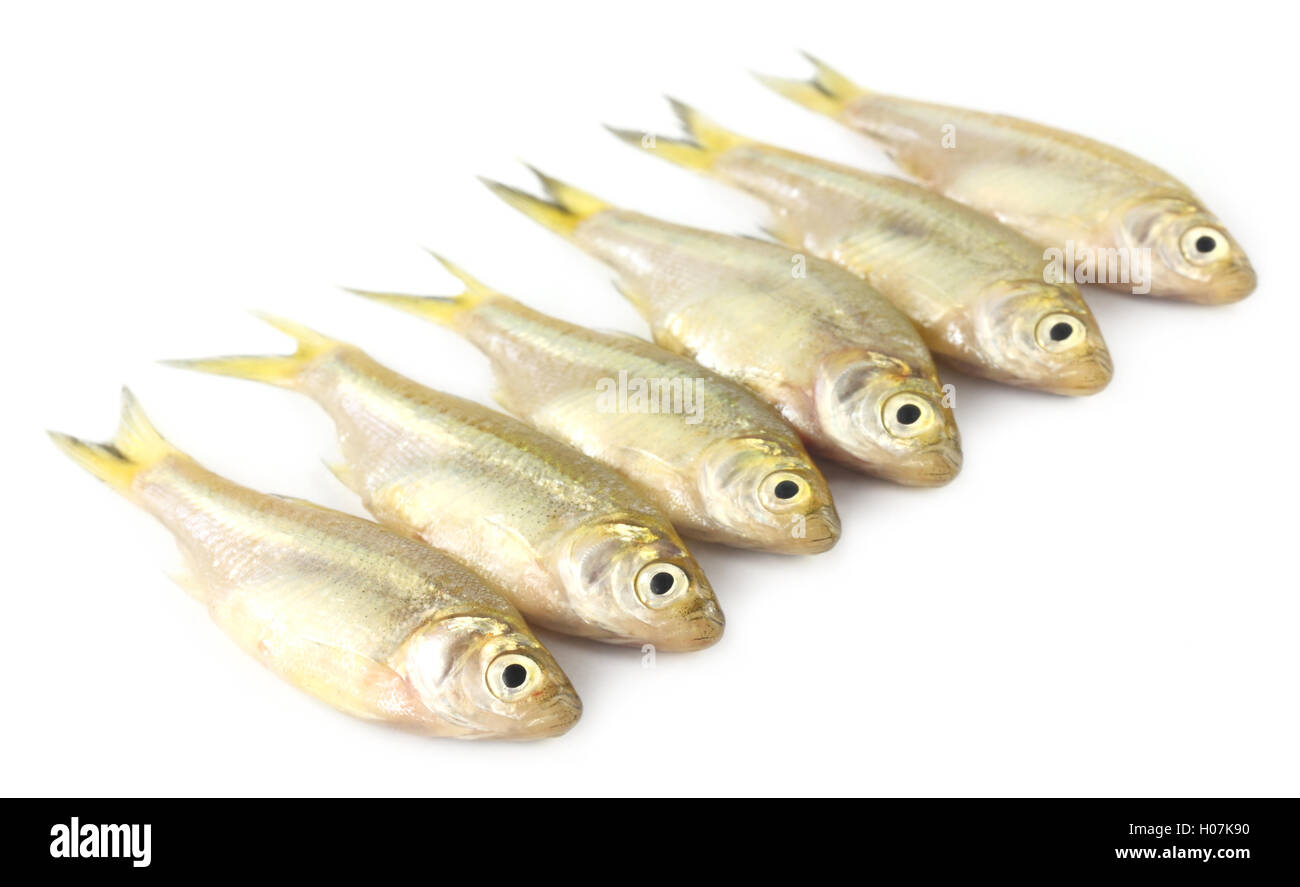 Mola mola fish hi-res stock photography and images - Alamy