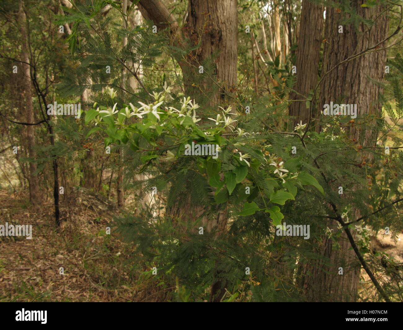 Wild Australian Clematis (Clematis aristata), Yengo National Park Stock Photo