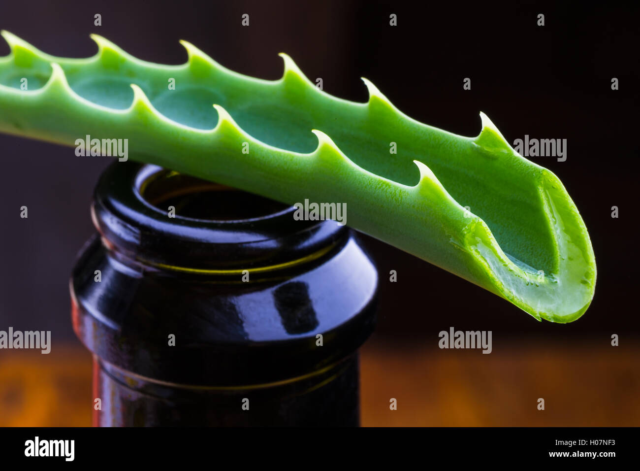 fresh aloe vera leaf Stock Photo