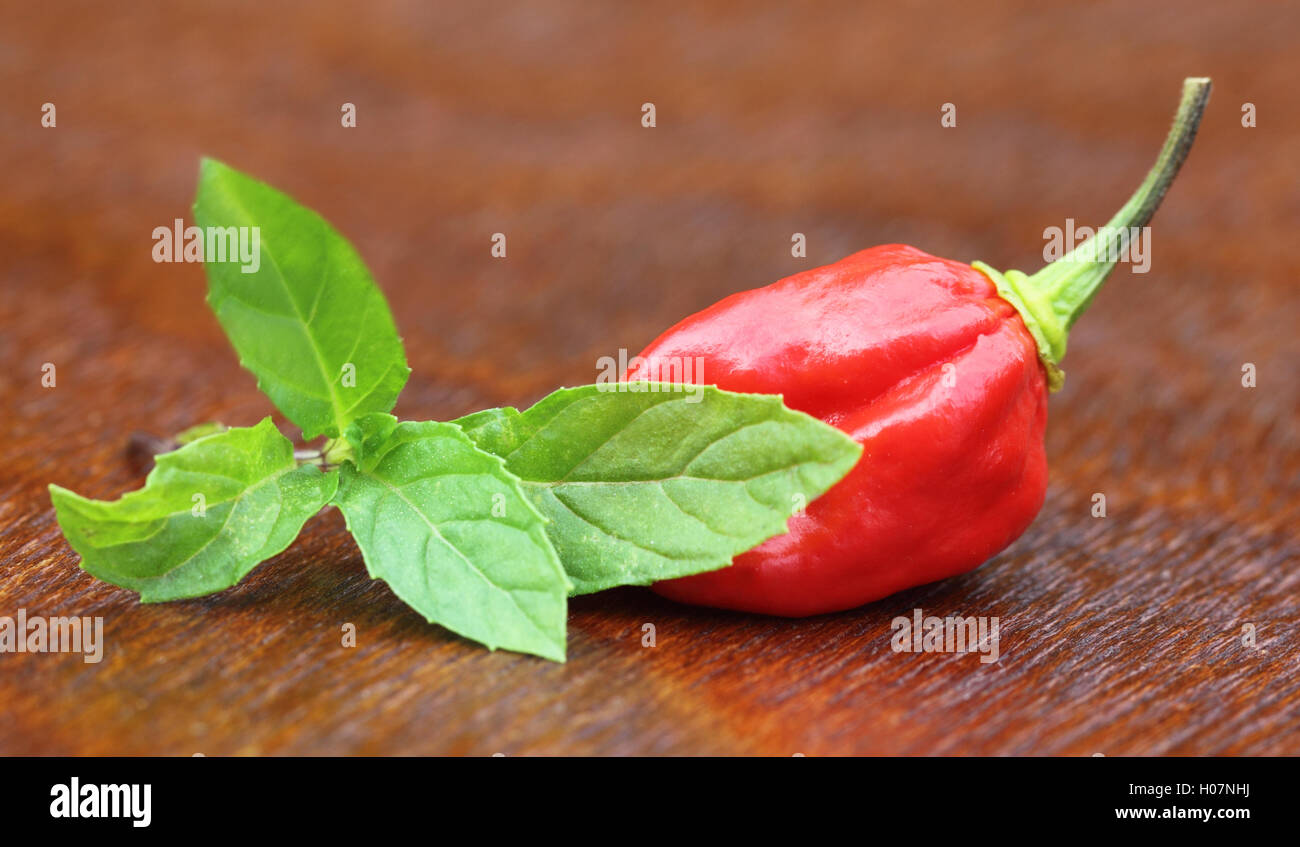 Bhut Jolokia chili pepper Stock Photo