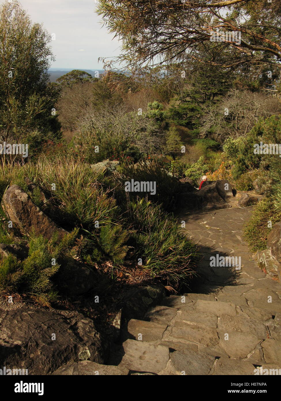 Paved path, Blue Mountains Botanic Garden, Mount Tomah, Blue Mountains, New South Wales, Australia Stock Photo
