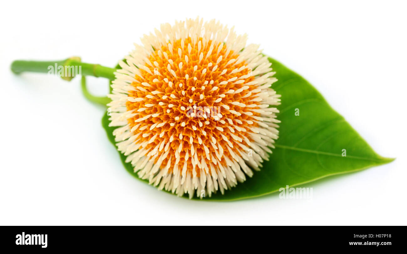 Neolamarckia cadamba or Kodom flower Stock Photo