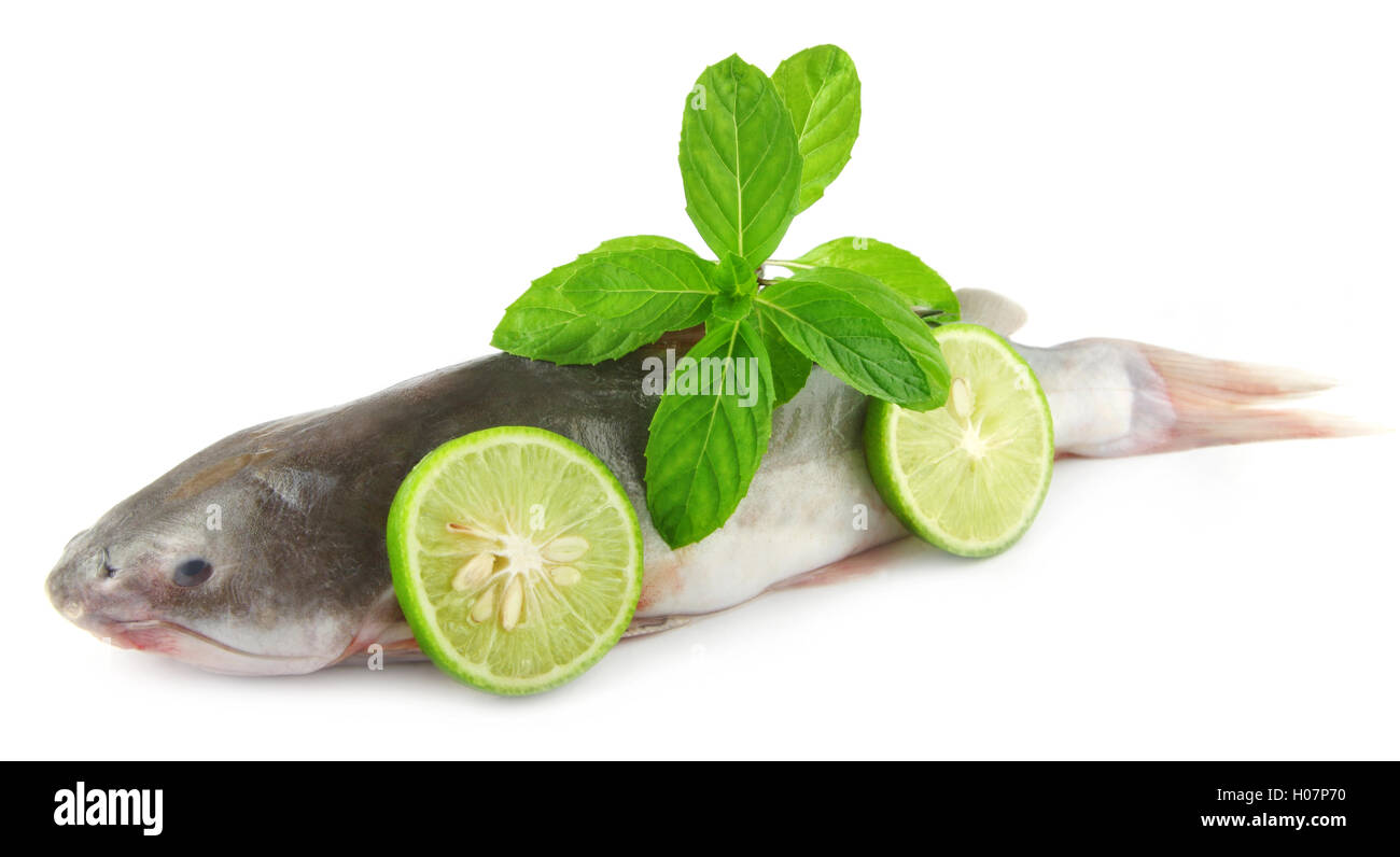 Rita fish of Southern Asia Stock Photo
