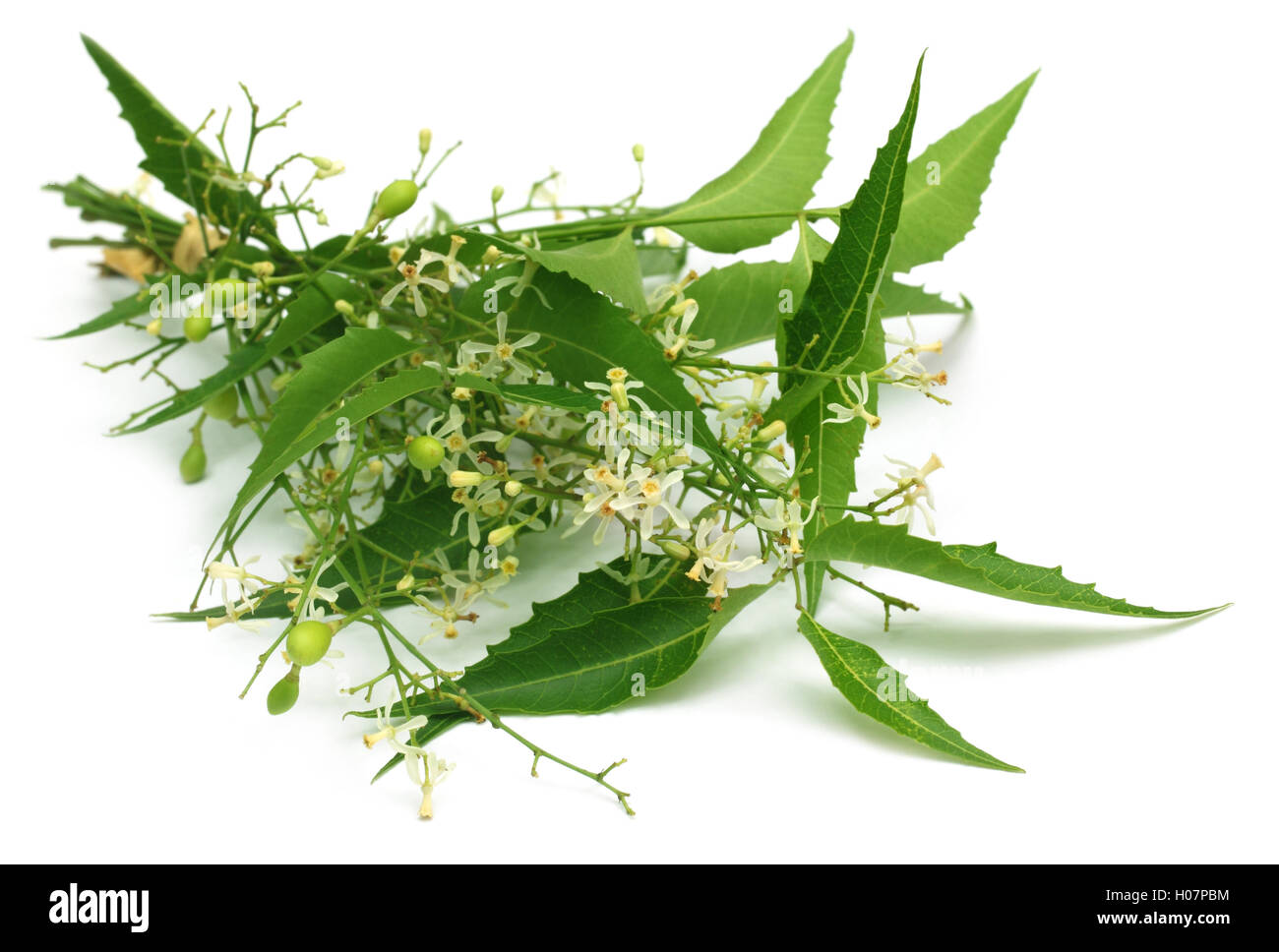 Medicinal neem leaves with flower Stock Photo Alamy