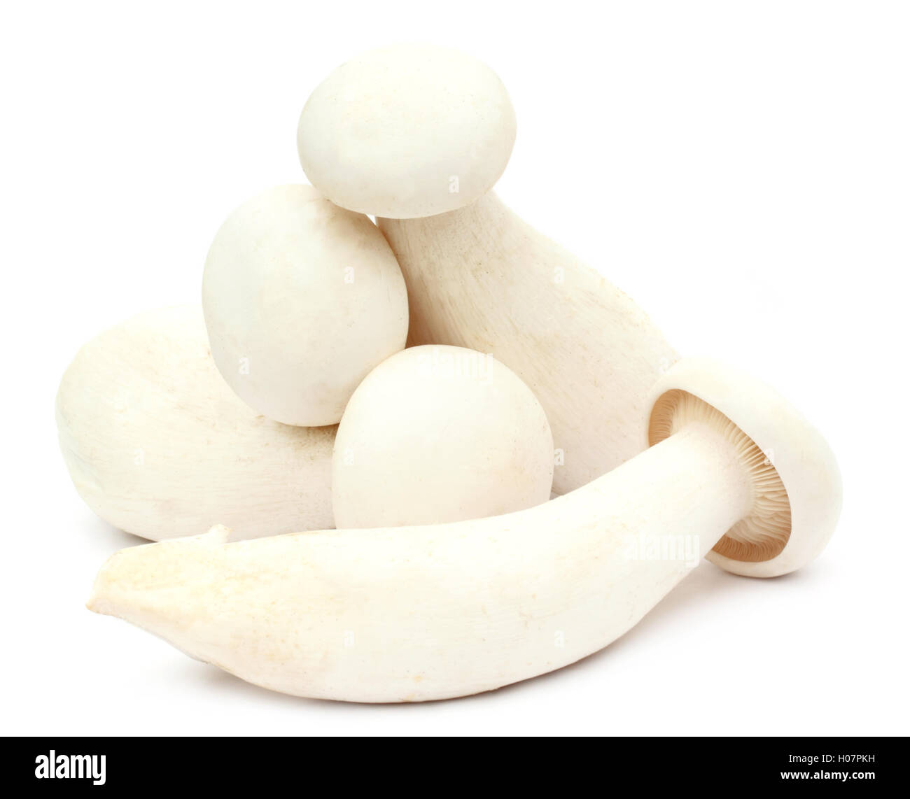 Fresh Milky mushroom Stock Photo Alamy