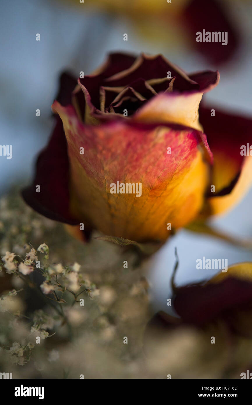 Basic Decaying Rose Decaying rose flower Stock Photo - Alamy