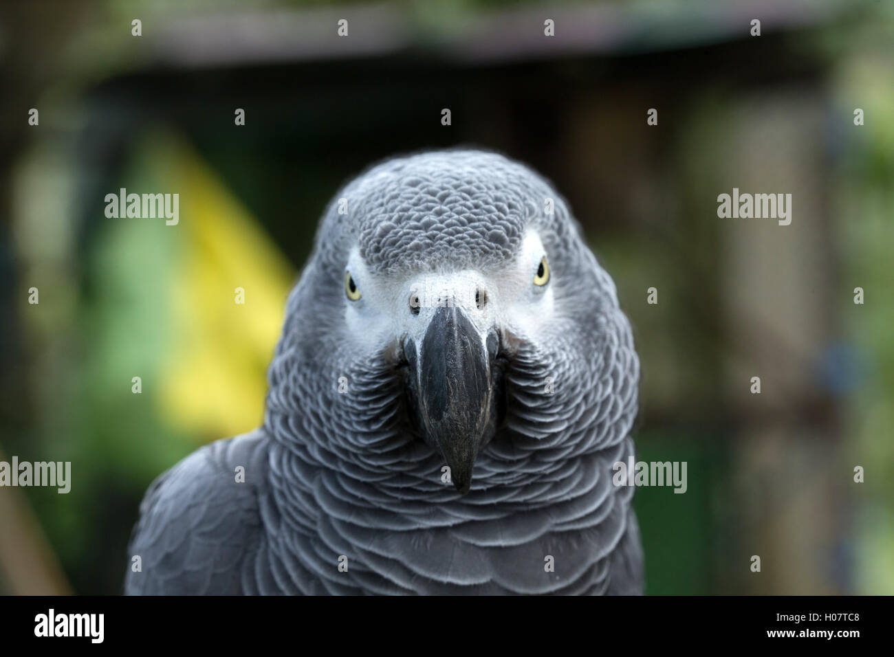 Talking parrot hi-res stock photography and images - Page 10 - Alamy