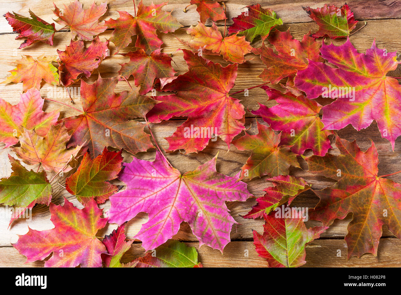 Colorful fall maple leaves background.  Autumn leaves on wooden background Stock Photo