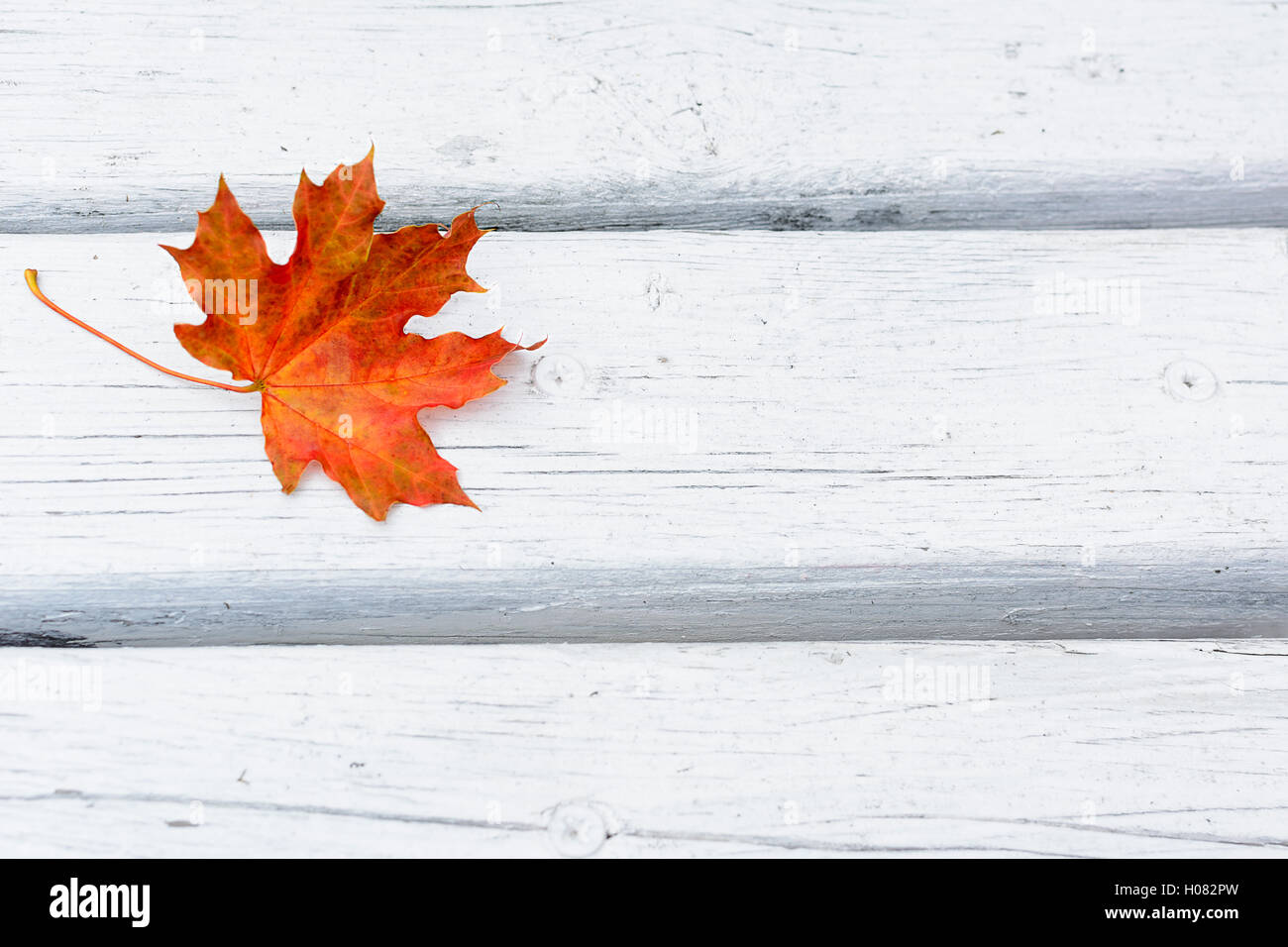 Fall maple leaf on white wooden background.  Autumn fall leaves background Stock Photo
