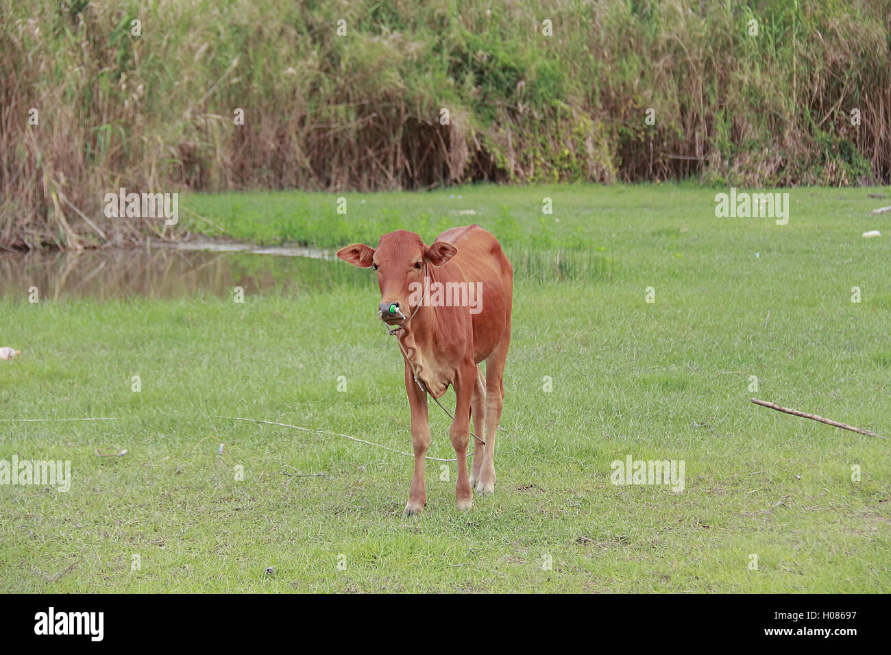 Cows, animals, mammals, farm, livestock. Mammalia, Artiodactyla