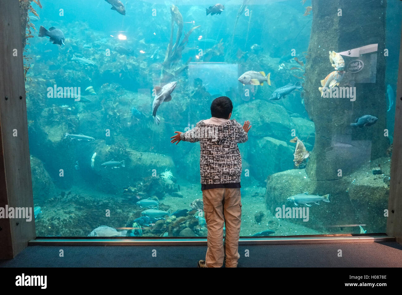 A boy looking into fish exhibit Stock Photo