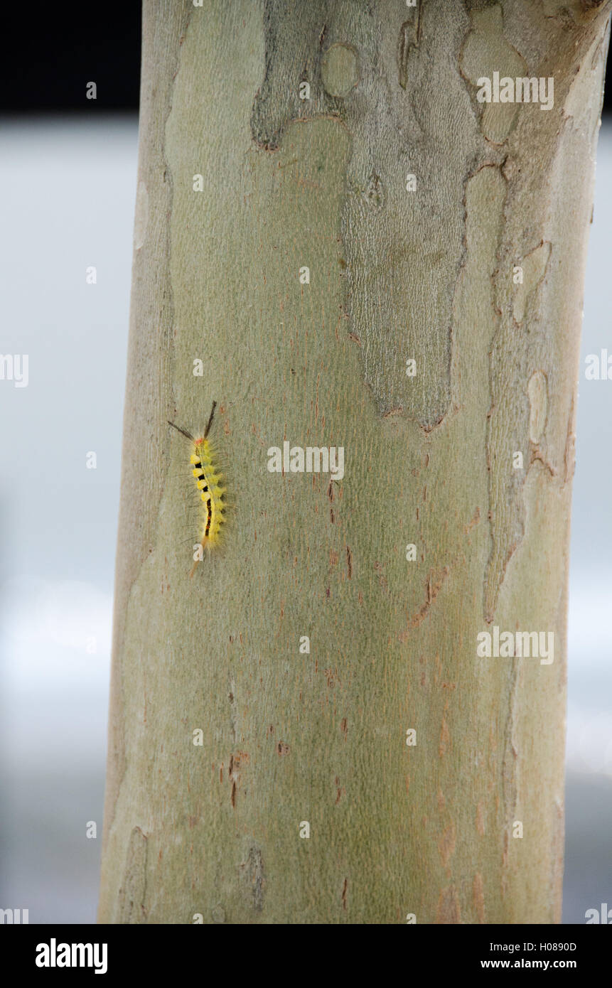 White-marked Tussock Moth (Orgyia leucostigma) Caterpillar on tree. Stock Photo