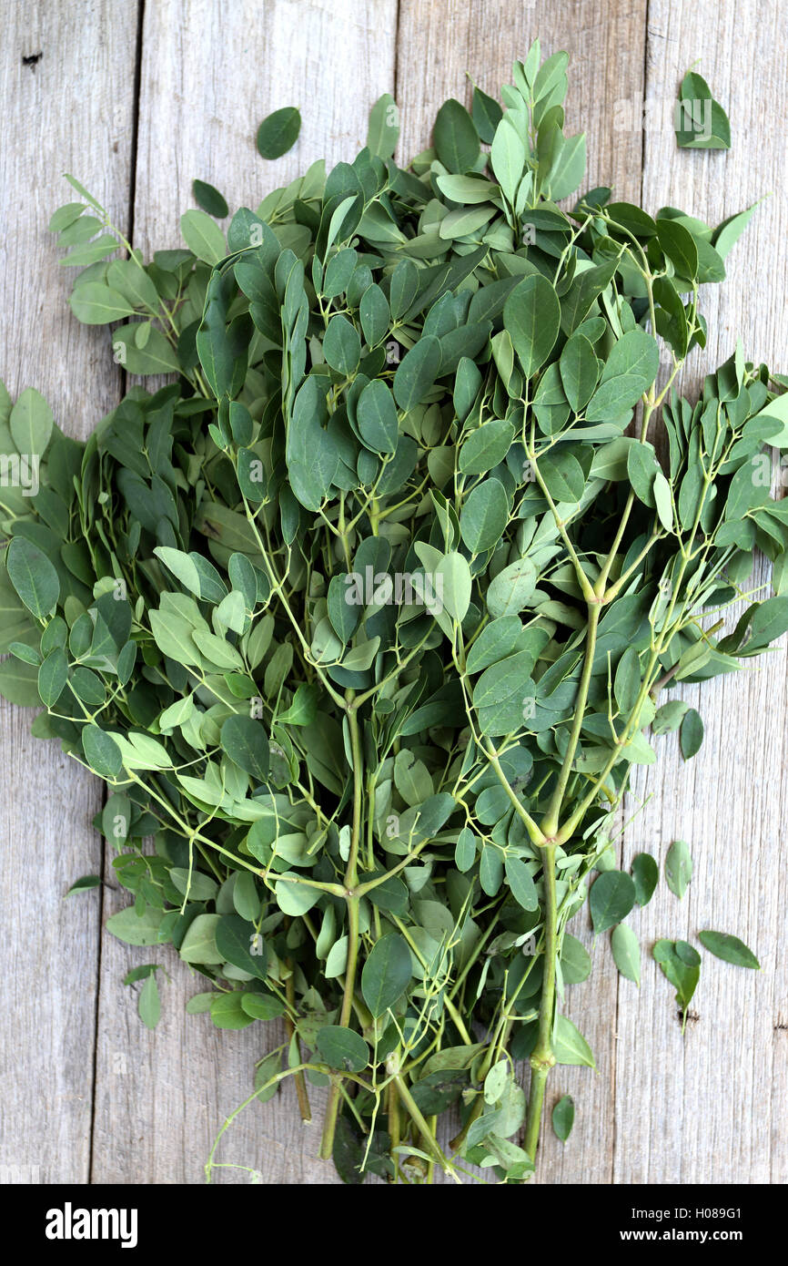 Moringa oleifera or known as Drumstick leaves Stock Photo