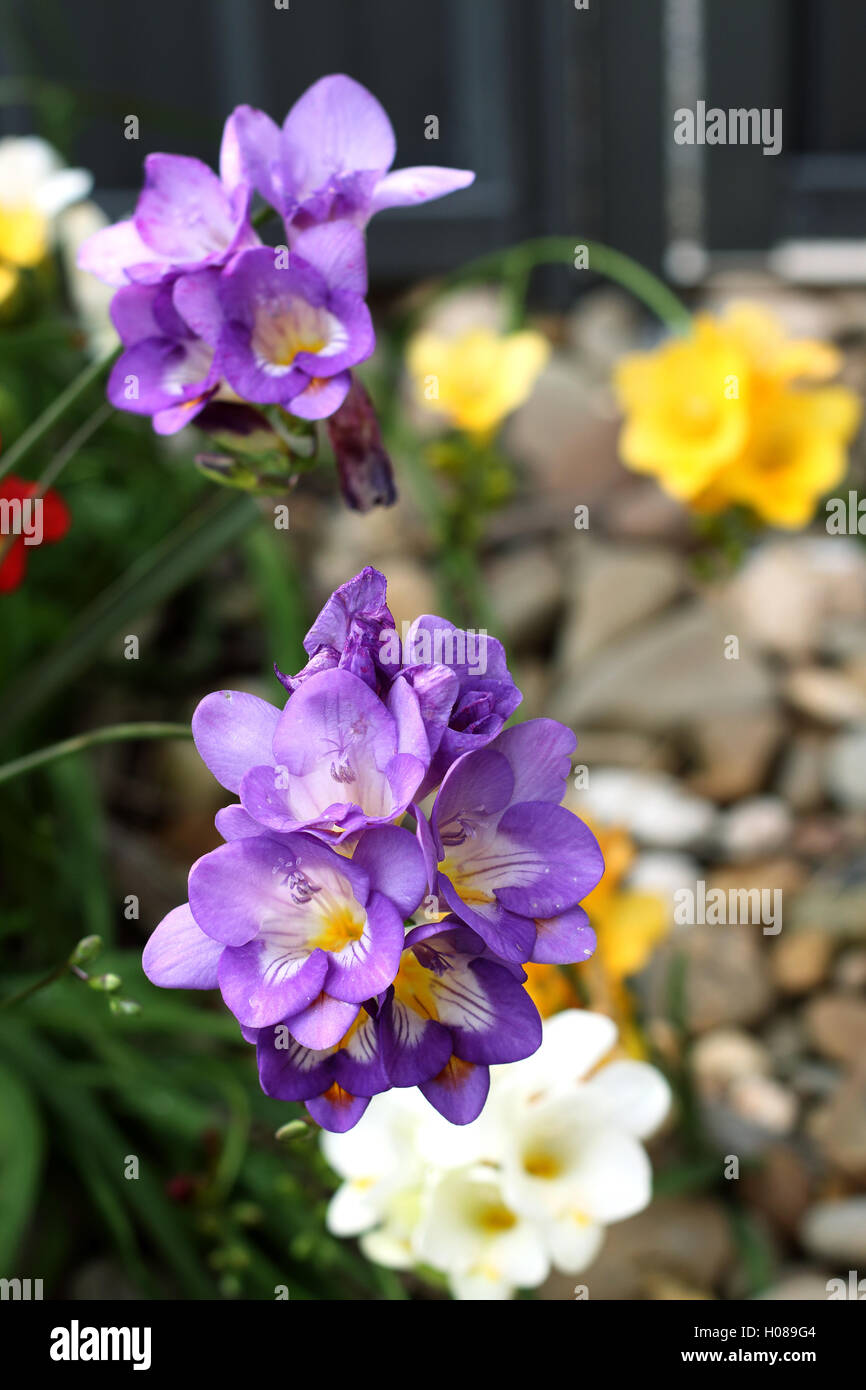 Freesia Alba High Resolution Stock Photography And Images Alamy