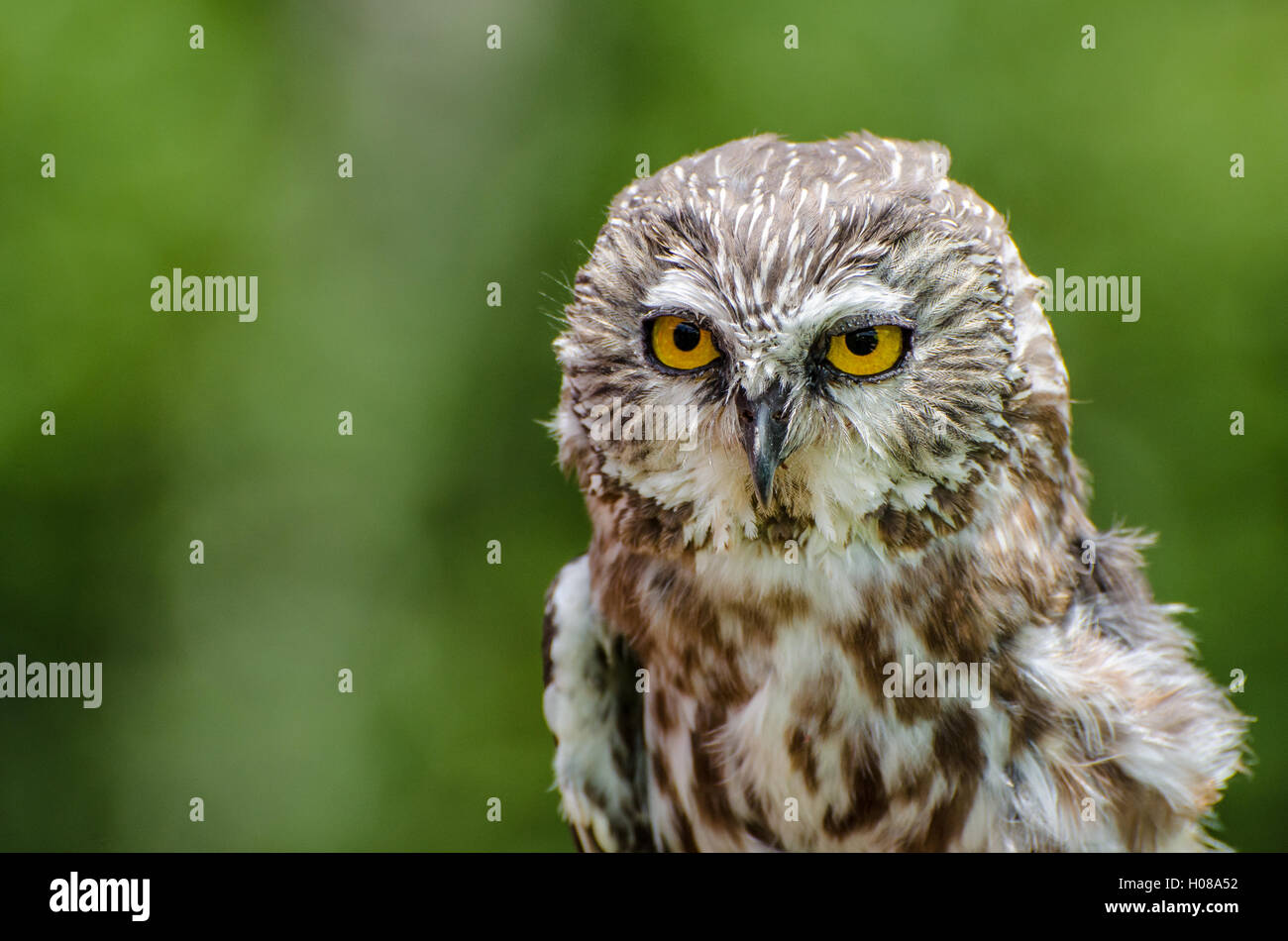 Acadian Owl Stock Photo