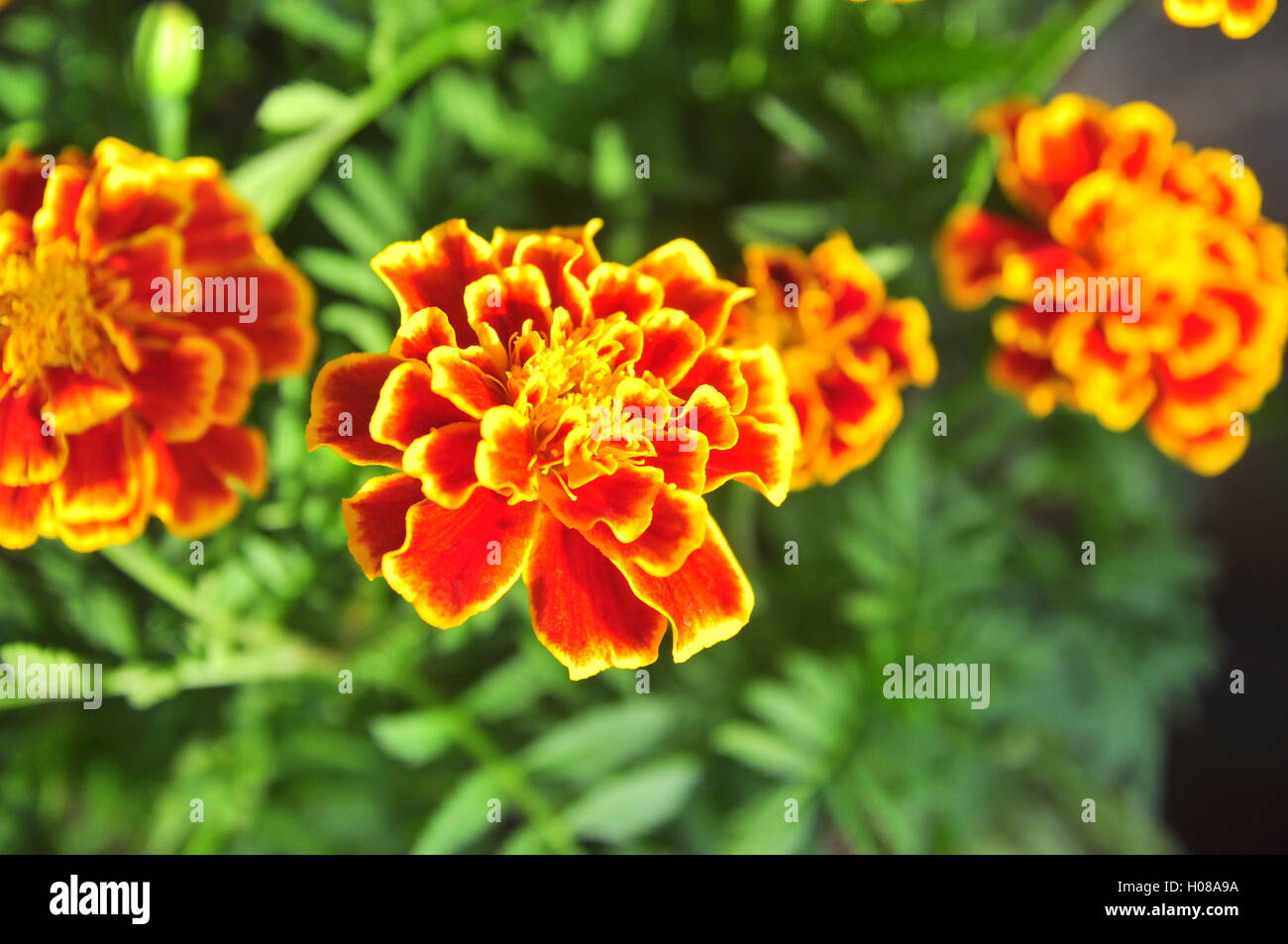 Red carnation flowers Stock Photo Alamy