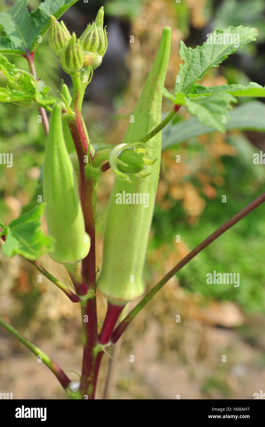 Okra or Okro plant and fruit Stock Photo Alamy