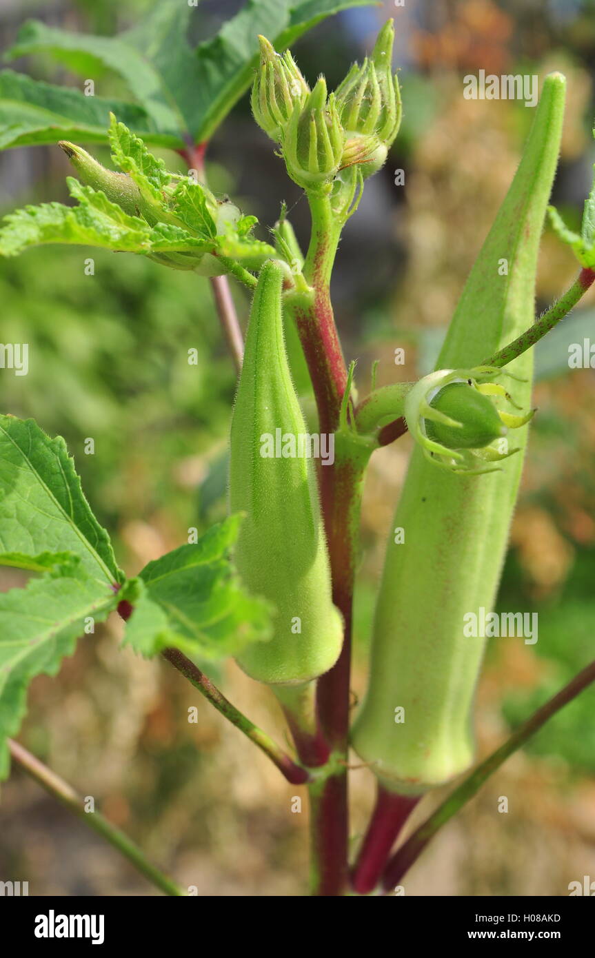 Okra or Okro plant and fruit Stock Photo Alamy