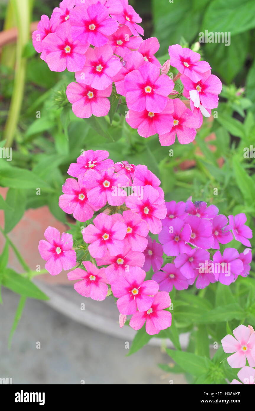 Coreopsis flower Stock Photo