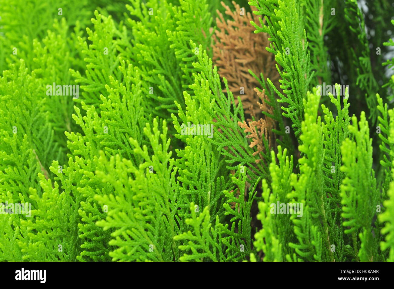 Platycladus orientalis plant Stock Photo