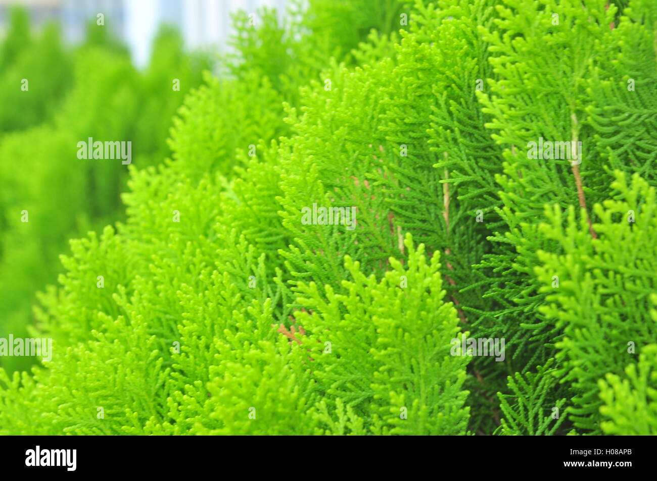 Platycladus orientalis plant Stock Photo