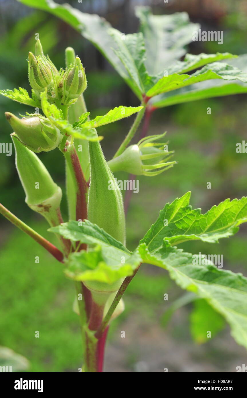 Okra or Okro plant and fruit Stock Photo Alamy
