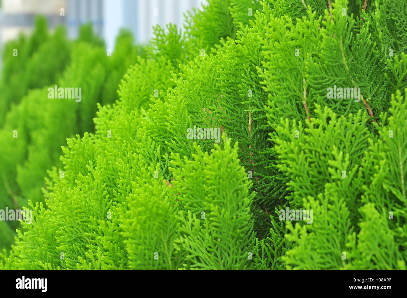 Platycladus orientalis plant Stock Photo