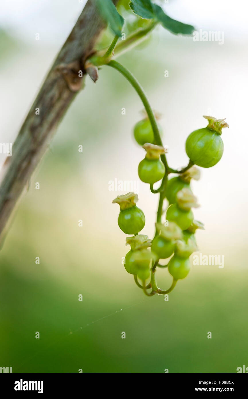 A bunch of green unripe redcurrants growing on redcurrant bush. Stock Photo