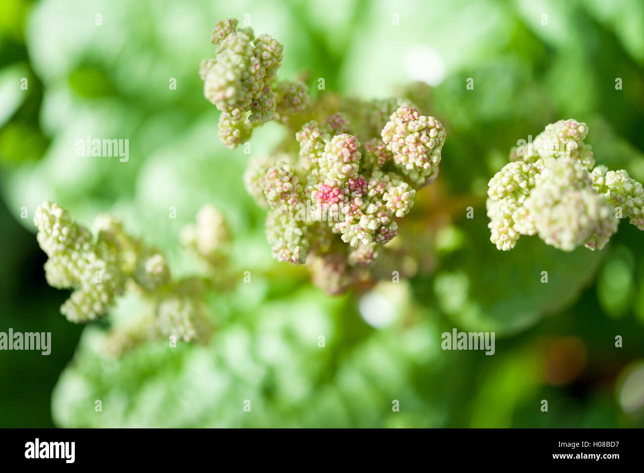 Flowers of a rhubarb plant, Rheum rhabarbarum, that has bolted or gone to seed. Stock Photo