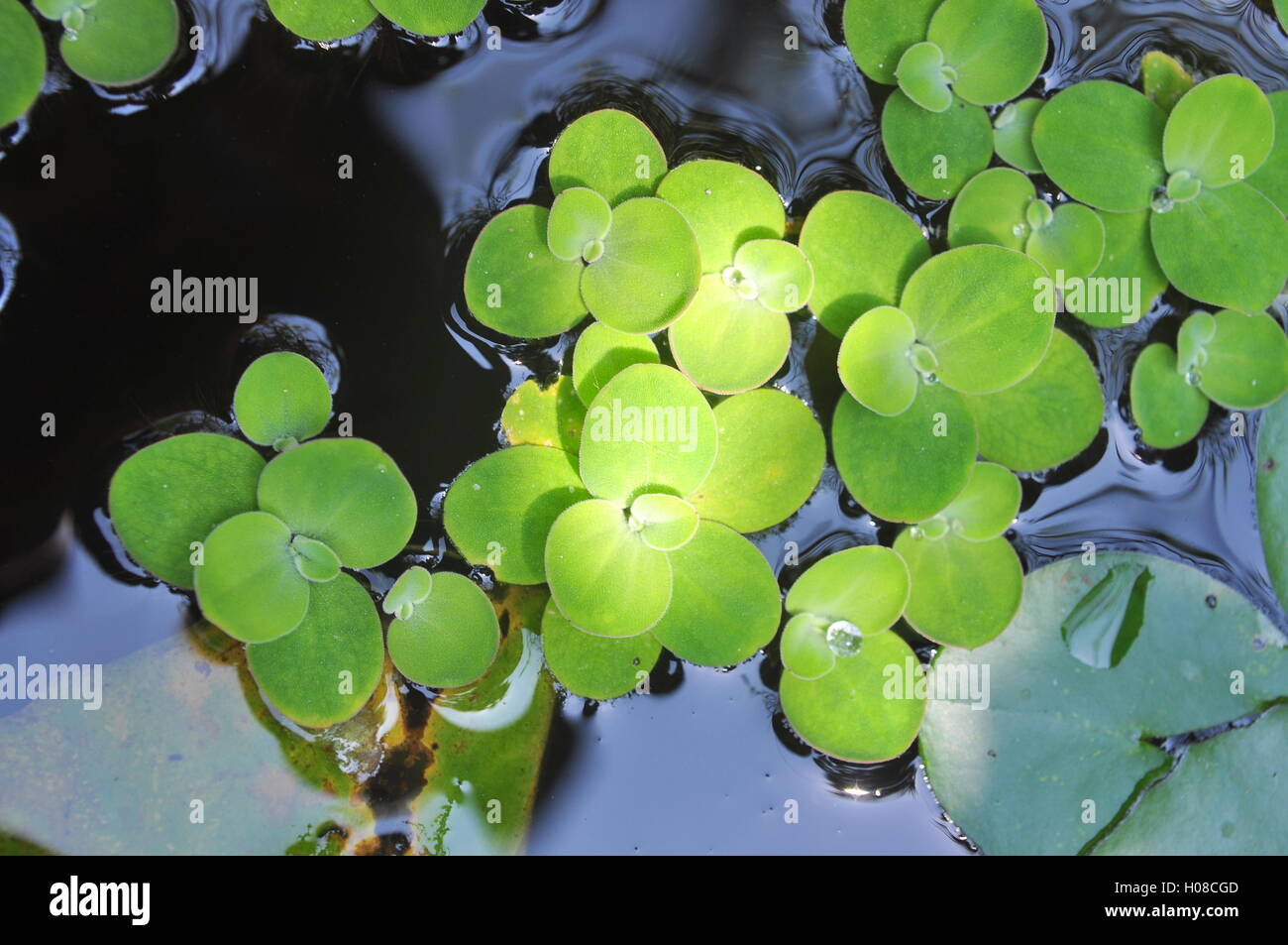 Green duckweed on the water Stock Photo