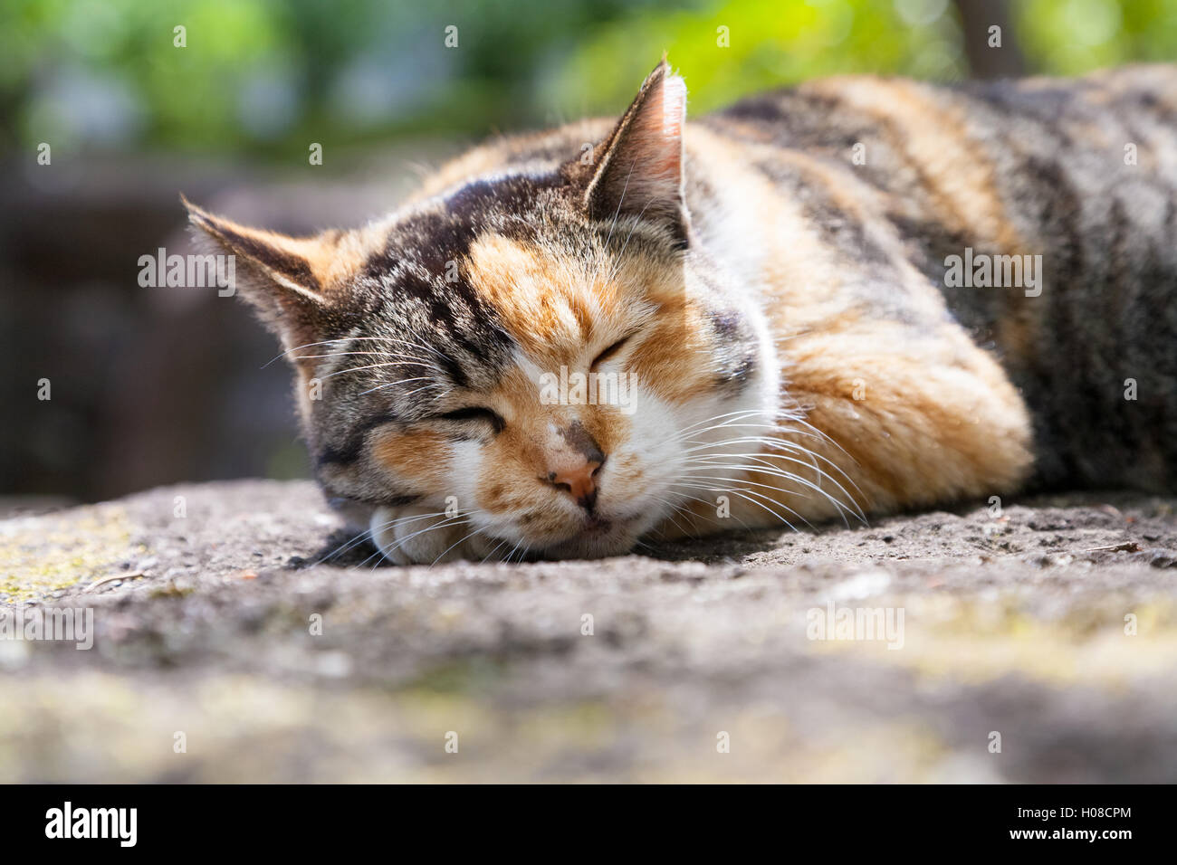 Tricolor / Calico cat, Tokyo, Japan Stock Photo
