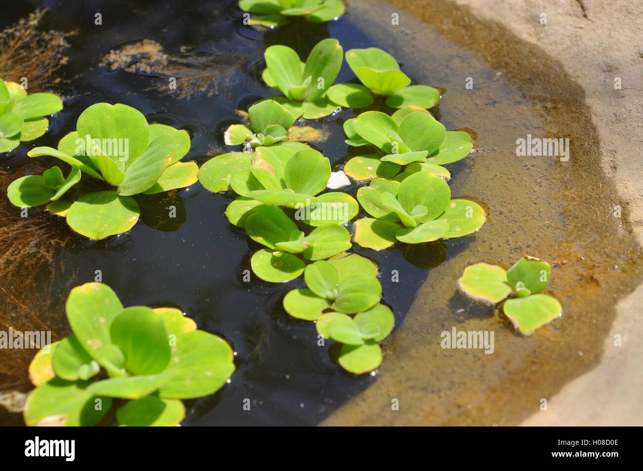 Green duckweed on the water Stock Photo