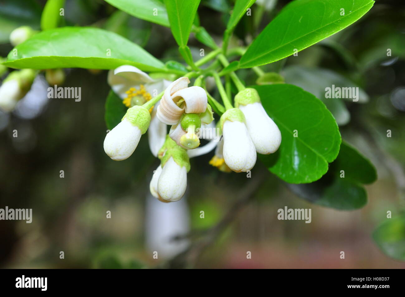 Grapefruit blossom in the spring time Stock Photo Alamy