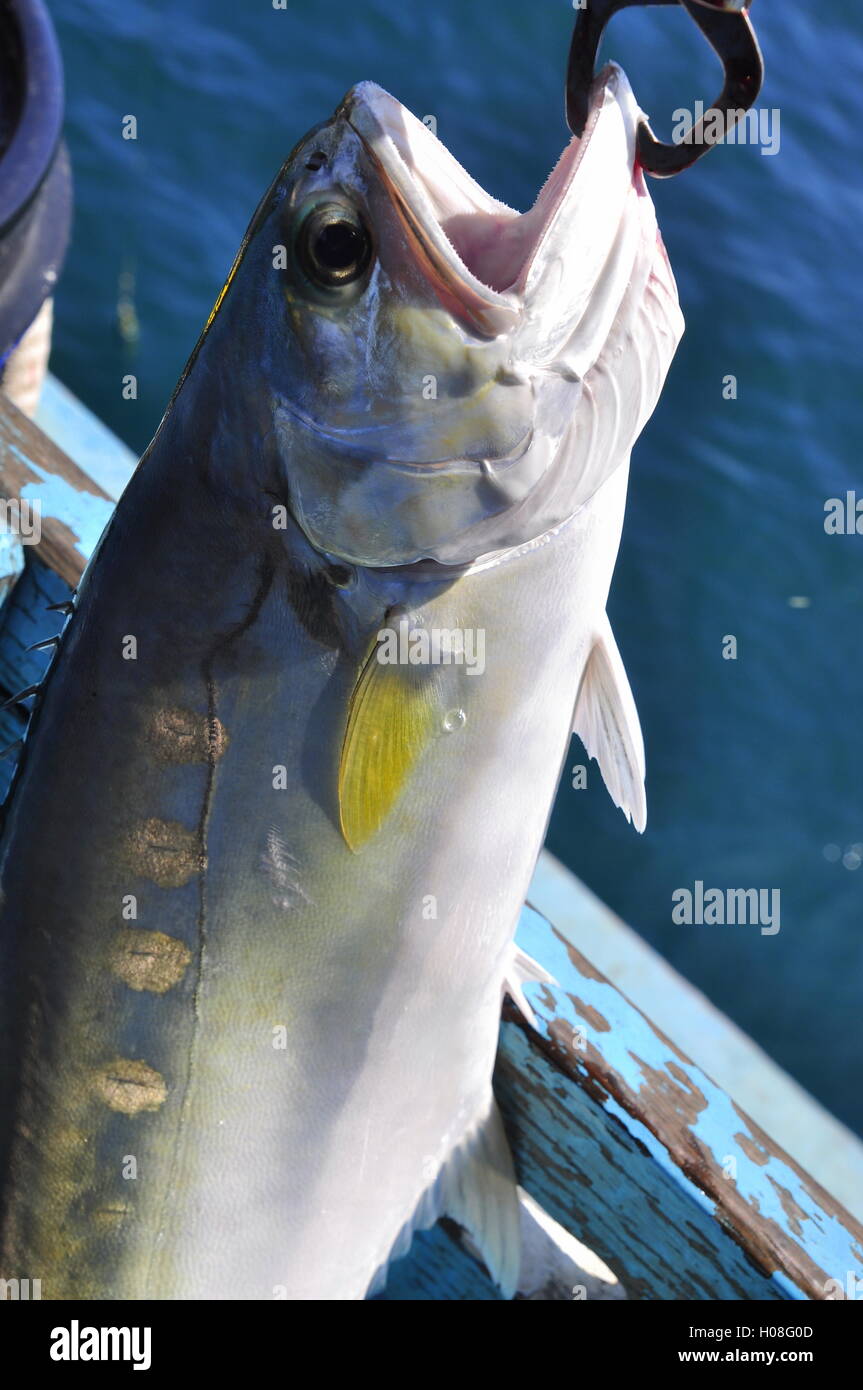 Hooked fishing net hi-res stock photography and images - Alamy