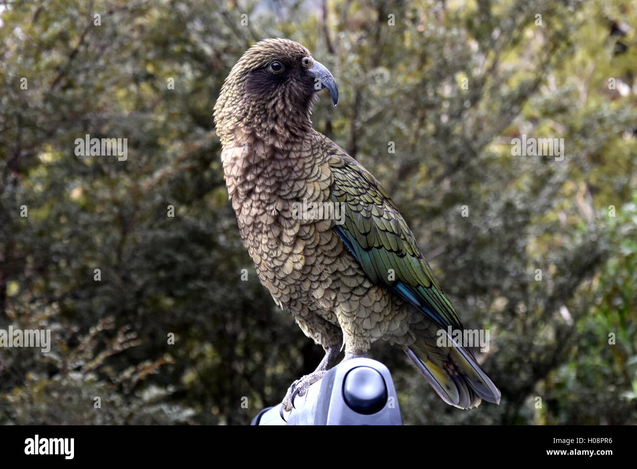 Kea only mountain parrot hi-res stock photography and images - Alamy